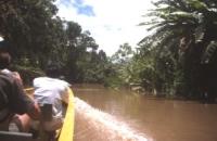 Dschungel am Rio Napo